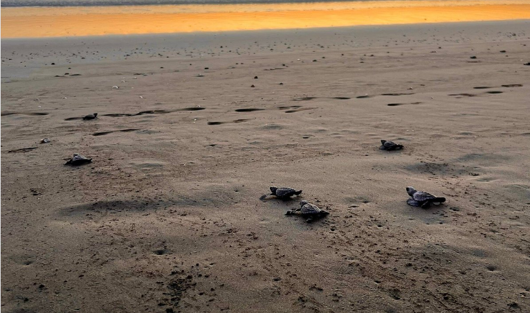 playa-junquillal-en-guanacaste-costa-rica