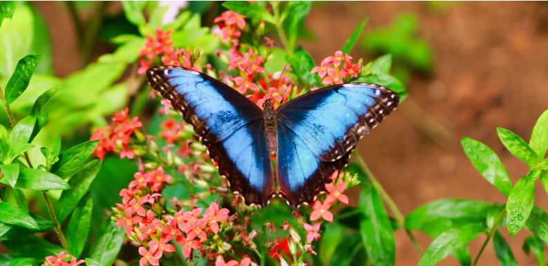 monteverde-costa-rica