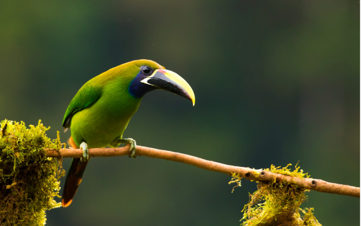 vida-silvestre-monteverde-costa-rica